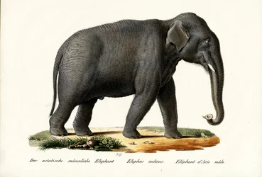Indischer Elefant, 1824